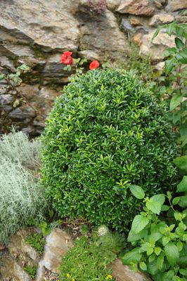 Euonymus japonicus Microphyllus Green, Japanischer Spindelstrauch