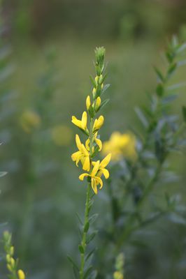 Frberginster 'Royal Gold' Genista tinctoria 'Royal Gold'