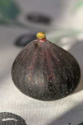 Feigenbaum Bella Brunetta Rossa (Herbstfeige)