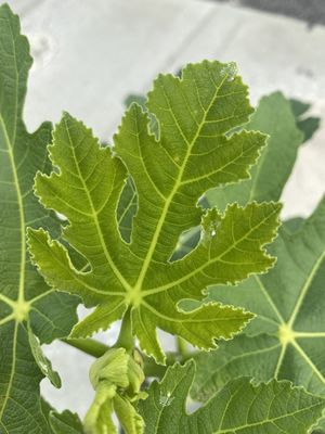 Feigenbaum Figuier Panach, Ficus carica