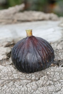 Feigenbaum Gustis Bellone, Herbstfeige, Ficus carica