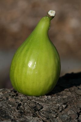 Feigenbaum Gustis® Blanche Séguret, Ficus carica Feigenbaum Gustis® Blanche Séguret, Ficus carica