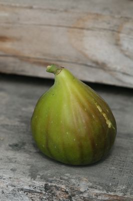 Feigenbaum Gustis Lampeira, Herbstfeige, Ficus carica