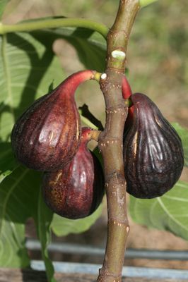 Feigenbaum Gustis Palmy Bleu Walensee, Ficus carica