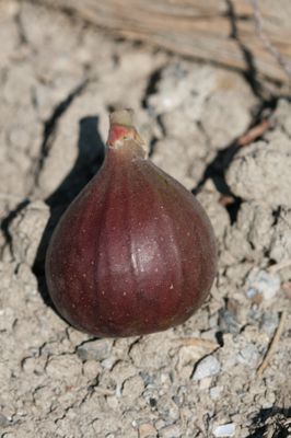 Feigenbaum Gustis Pitalusse, Ficus carica