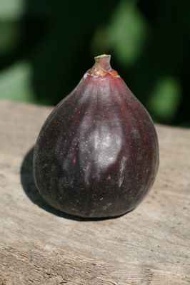 Feigenbaum Gustis Sultane, Ficus carica