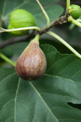 Feigenbaum Gustis Violetta Portughese, Herbstfeige, Ficus carica