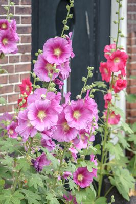 Feigenblttrige Stockrose Alcea ficifolia