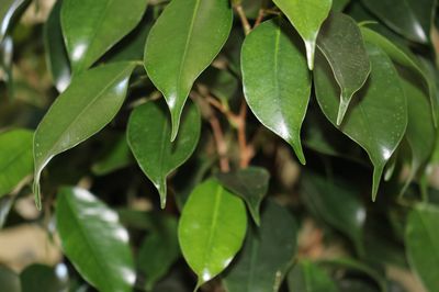 Ficus vermehren - Die verschiedenen Möglichkeiten für die Vermehrung von Zimmerfeigen