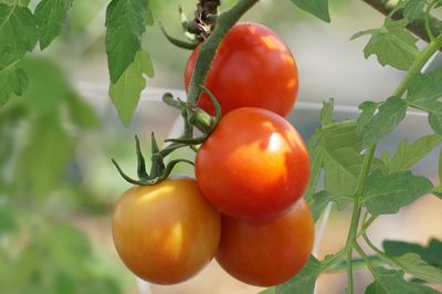 Schöne neue Tomatenwelt