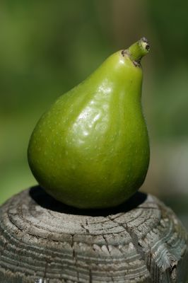 Feigenbaum Blanche Parfrenolles, Ficus carica