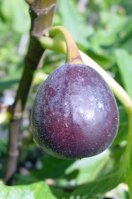 Fruchtfeige Ronde de Bordeaux Lubera