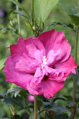 Hibiskus, Eibisch 'Purple Ruffles' (Hibiscus syriacus 'Purple Ruffles')