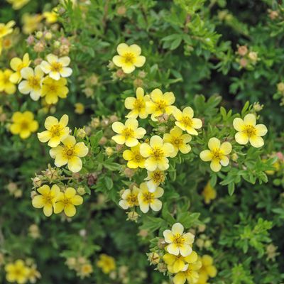 Potentilla fruticosa, Fingerstrauch gelb blühend Potentilla fruticosa, Fingerstrauch gelb blühend