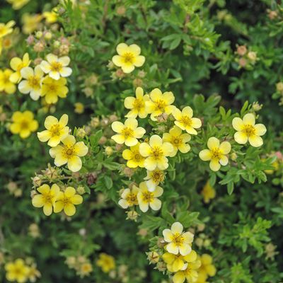 Potentilla fruticosa, Fingerstrauch gelb blhend