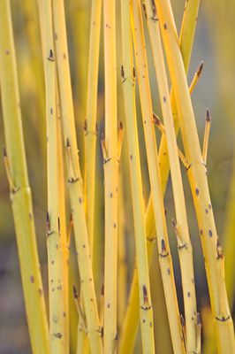 Gelbholz-Hartriegel 'Buds Yellow' Cornus stolonifera 'Buds Yellow'