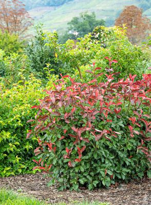 Glanzmispel 'Camilvy', Photinia x fraseri