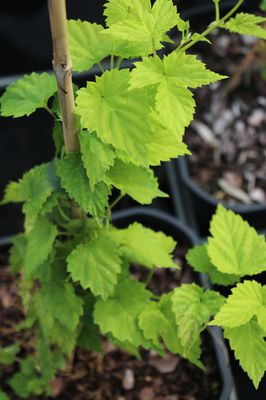 Humulus lupulus 'Aureus' Gold-Hopfen 'Aureus'