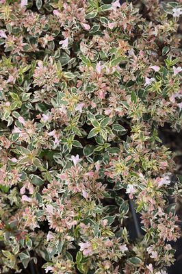 Grossblütige Abelie 'Sparkling Silver' Abelia grandiflora 'Sparkling Silver'