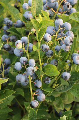 Heidelbeeren vermehren - 3 Möglichkeiten, einfach und verständlich erklärt