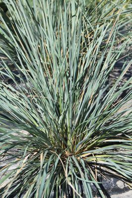 Helictotrichon sempervirens 'Saphirsprudel'