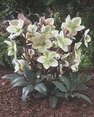 Helleborus x eric 'Winter Sunshine', Nieswurz