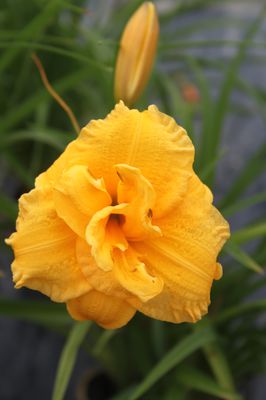 Hemerocallis x cultorum 'Pojo'