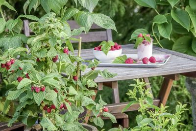 Warum Himbeeren gesund und perfekte Superfoods sind