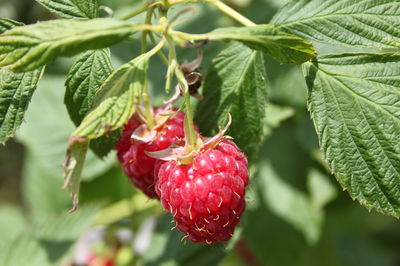 Himbeeren - Alles ber Pflanzung, Anbau und Pflege der Himbeeren