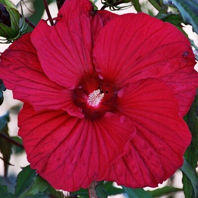 Hibiscus moscheutos 'Firball', Staudenhibiskus, Sumpfeibisch, Riesenhibiskus, Staude, Hibiskus