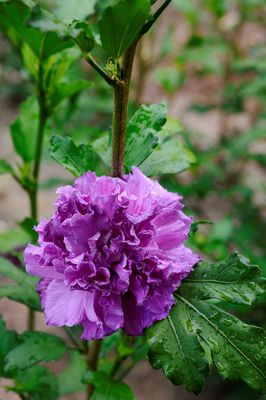 HIBISCUS syriacus FRENCH CABARET PURPLE