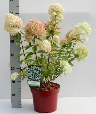 Hydrangea paniculata 'Little Lime' im 5l Topf