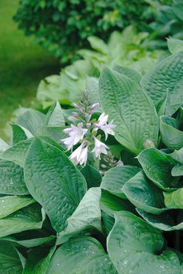 Hosta sieboldiana 'Elegans' Groe Blaublatt-Funkie