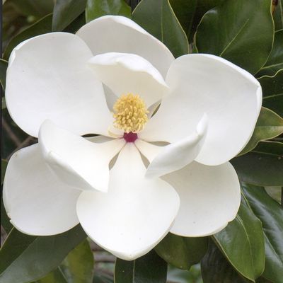 Immergrüne Magnolie 'Little Gem' (Magnolia grandiflora 'Little Gem')