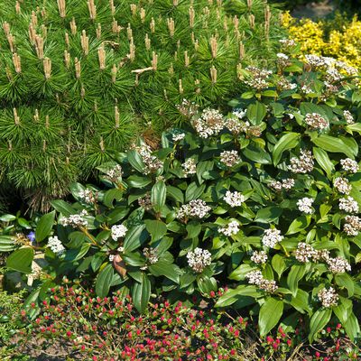 Immergrner Kissenschneeball Viburnum davidii