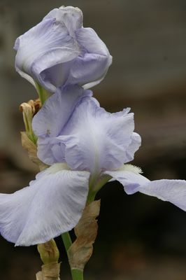 Iris x barbata elatior 'Blue Sapphire' Bartiris