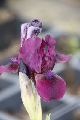 Iris x barbata-nana 'Cherry Garden' Zwergiris