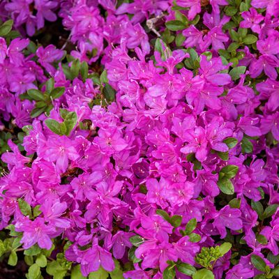 Japanische Azalee 'Diamant Purpur' Rhododendron obtusum 'Diamant Purpur'