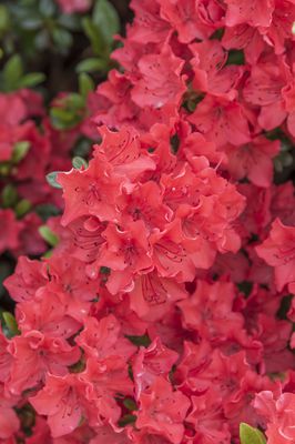 Japanische Azalee 'Satschiko' Rhododendron obtusum 'Satschiko'