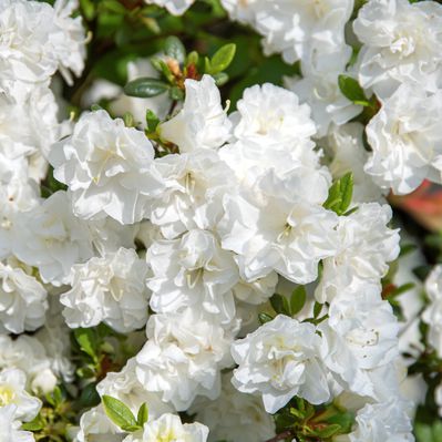 Japanische Azalee 'Schneeperle' Rhododendron obtusum 'Schneeperle'