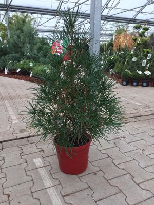 Japanische Schirmtanne (Sciadopitys verticillata) Japanische Schirmtanne (Sciadopitys verticillata)