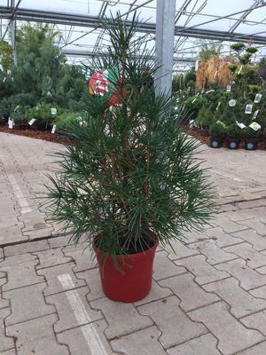 Japanische Schirmtanne (Sciadopitys verticillata)