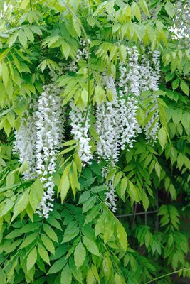 Japanischer Blauregen 'Alba', Wisteria floribunda