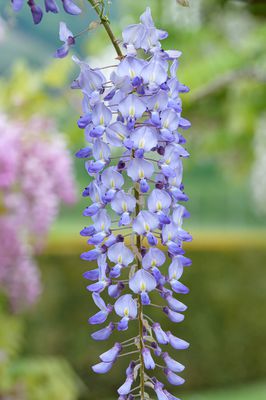 Japanischer Blauregen 'Blue Dream', Wisteria sinensis, Glyzine