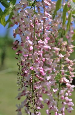 Japanischer Blauregen 'Rosea', Wisteria floribunda