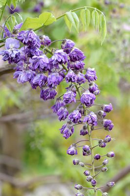 Japanischer Blauregen 'Violacea Plena', Wisteria floribunda