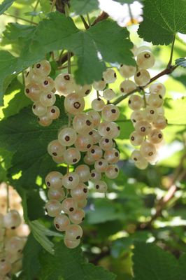 Weisse Johannisbeeren pflanzen und pflegen