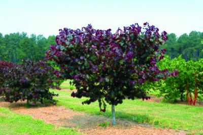 Ist der Judasbaum winterhart? Pflegetipps für Sommer und Winter