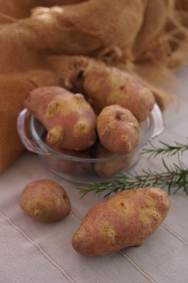 Kartoffel Revoluzzer 'YingYang', Solanum tuberosum