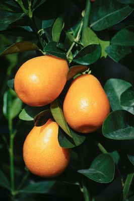 Kumquat 'Obovata' Fortunella jap. 'Obovata' - Die Riesen-Kumquat